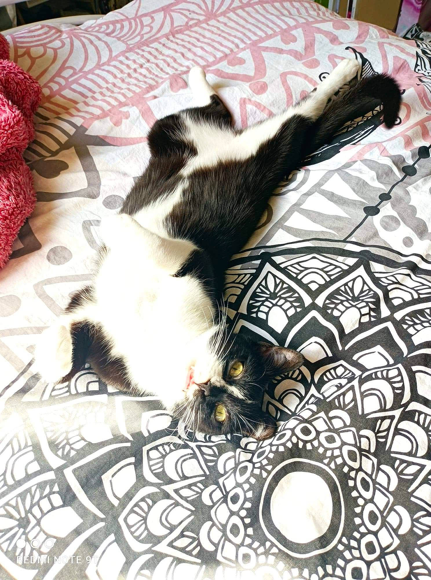 Courage a rejoint le concours — aidez-le/la à gagner de superbes lots ! art, bedding, cat, comfort, companion_dog, design, dog_breed, domestic_short_haired_cat, felidae, flooring, fur, linens, mammal, pattern, room, small_to_medium_sized_cats, tail, textile, whiskers, white