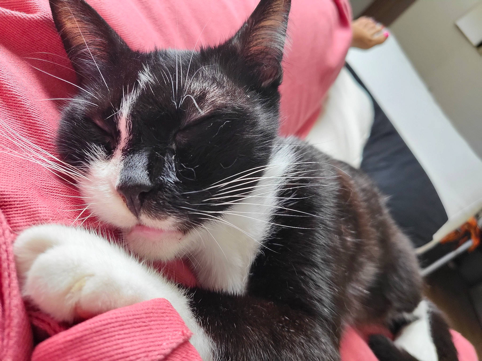 Courage participe au concours pour gagner de l'argent avec cette photo : carmine, carnivore, cat, claw, collar, comfort, domestic_short_haired_cat, eye, felidae, foot, fur, lap, paw, small_to_medium_sized_cats, snout, tail, whiskers