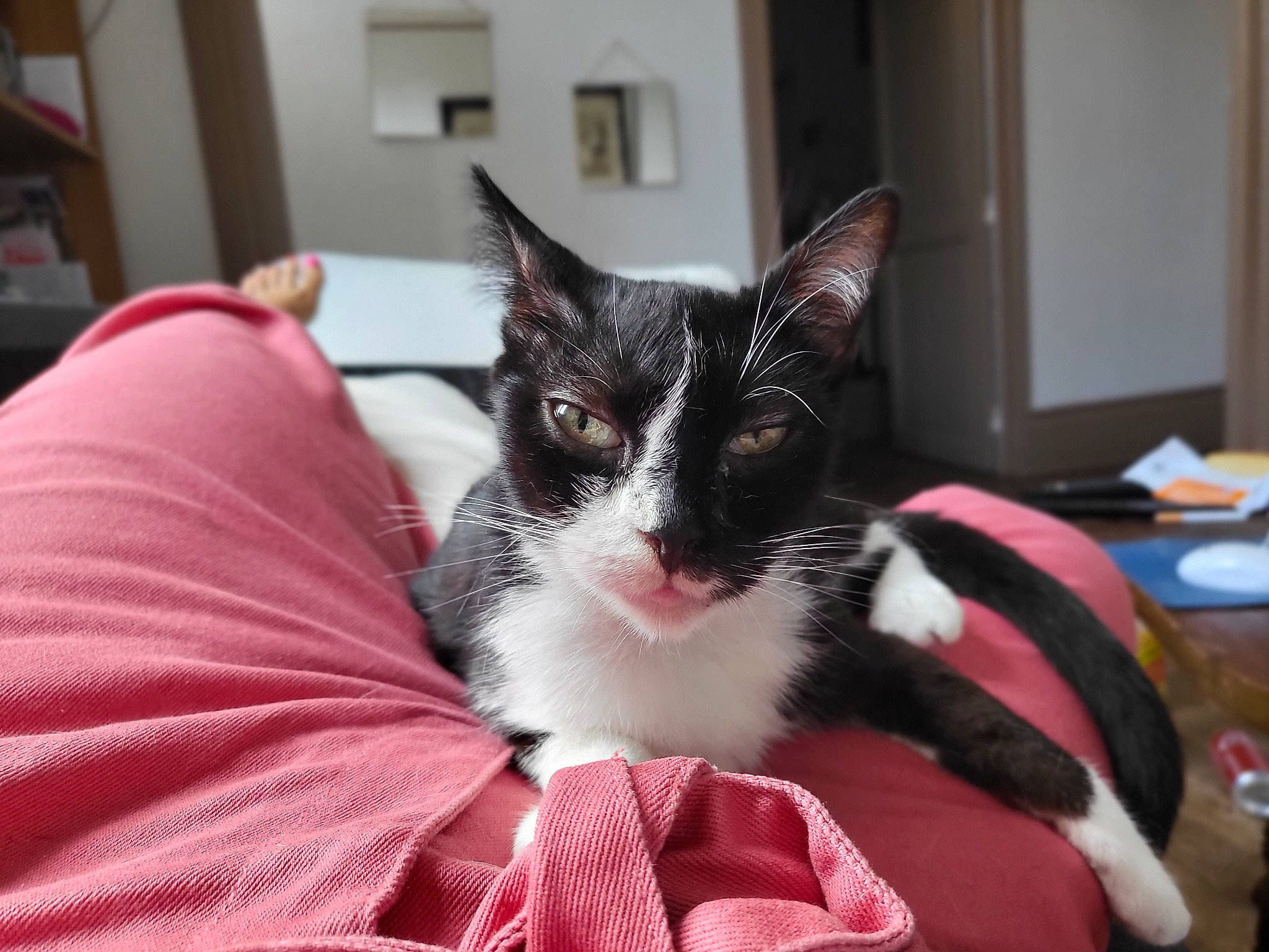 Courage a rejoint le concours — aidez-le/la à gagner de superbes lots ! carmine, carnivore, cat, cat_supply, claw, comfort, domestic_short_haired_cat, felidae, fur, linens, magenta, nap, paw, pet_supply, room, small_to_medium_sized_cats, snout, tail, whiskers