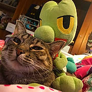 Lucy joined the competition — help win amazing prizes! cat, tabby, plush_toy, bed, quilt, colorful, indoor, cozy, wooden_wall, stuffed_animal, relaxed, pet, closeup, warm_lighting, furniture, comfort, animal, home, cute, soft