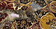 Sassy joined the competition — help win amazing prizes! cat, tabby, cone_collar, carpet, indoor, resting, pet, animal, striped, fur, shaved_belly, laying_down, domestic_cat, household, patterned_carpet, relaxed, injury_recovery, cone, sleeping, comfortable