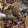 cat, tabby, cone_collar, carpet, indoor, resting, pet, animal, striped, fur, shaved_belly, laying_down, domestic_cat, household, patterned_carpet, relaxed, injury_recovery, cone, sleeping, comfortable