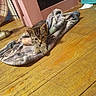 Sassy is registered to the contest to win money with this photo: kitten, cat, blanket, wooden_floor, door, basket, indoor, pet, animal, feline, cozy, curious, resting, floor, home, domestic, young, cute, fur, ears