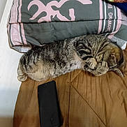 Sassy joined the competition — help win amazing prizes! cat, tabby, bed, blanket, smartphone, sleeping, cozy, fur, striped, indoor, pet, resting, paw, cute, animal, domestic, lying_down, relaxed, feline, covering_face