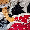 Salem participe au concours pour gagner de l'argent avec cette photo : black_cat, cat, stuffed_toy, plush_toy, blanket, red_blanket, white_blanket, pattern, paw, licking, cozy, indoor, soft_texture, relaxing, animal, pet, fur, toy, resting, comfort