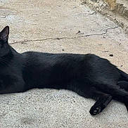 Salem participe au concours pour gagner de l'argent avec cette photo : animal, black_cat, black_fur, cat, concrete, daylight, ears, feline, green_eyes, lying_down, outdoor, patio, paws, pet, portrait, relaxed, steps, stone, tail, whiskers