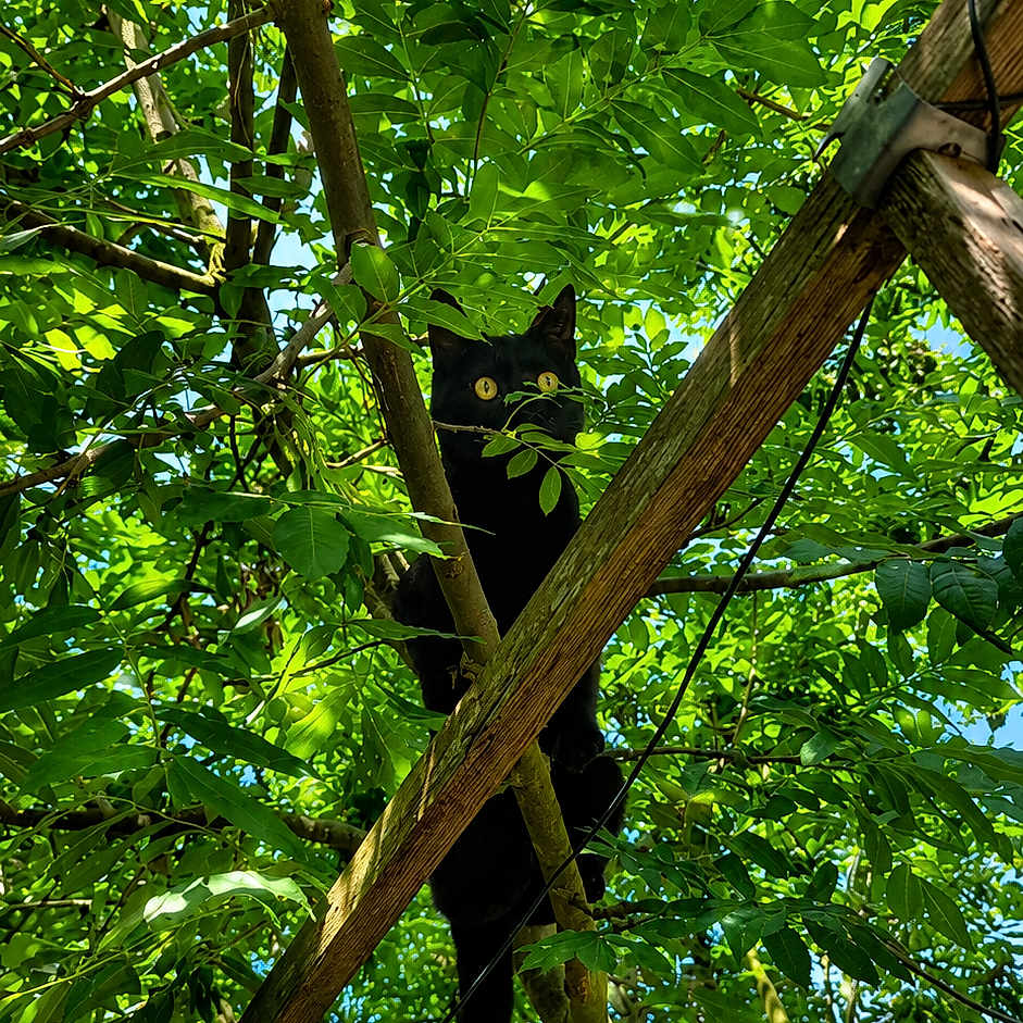 Salem