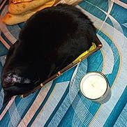 Salem a rejoint le concours — aidez-le/la à gagner de superbes lots ! cat, black_cat, basket, bread, baguette, candle, tablecloth, pattern, cozy, sleeping_cat, pet, indoor, still_life, food, animal, domestic_animal, resting, small_basket, blue, white
