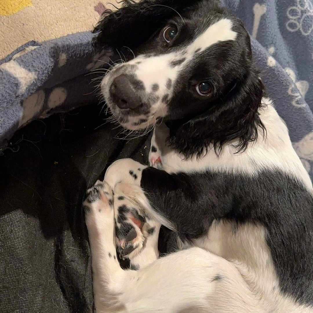 Alfie is registered to the contest to win money with this photo: animal, beagle, blanket, canine, cat, cockerspaniel, couch, dalmatian, dog, furniture, hound, husky, kitten, labradorretriever, papillon, person, pet, pointer, puppy, sleeping