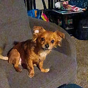 Bruce is registered to the contest to win money with this photo: dog, small_dog, brown_dog, indoor, armchair, furniture, pet, cute, sitting, looking, cozy, room, shelf, household_items, carpet, domestic, animal, canine, companion, home