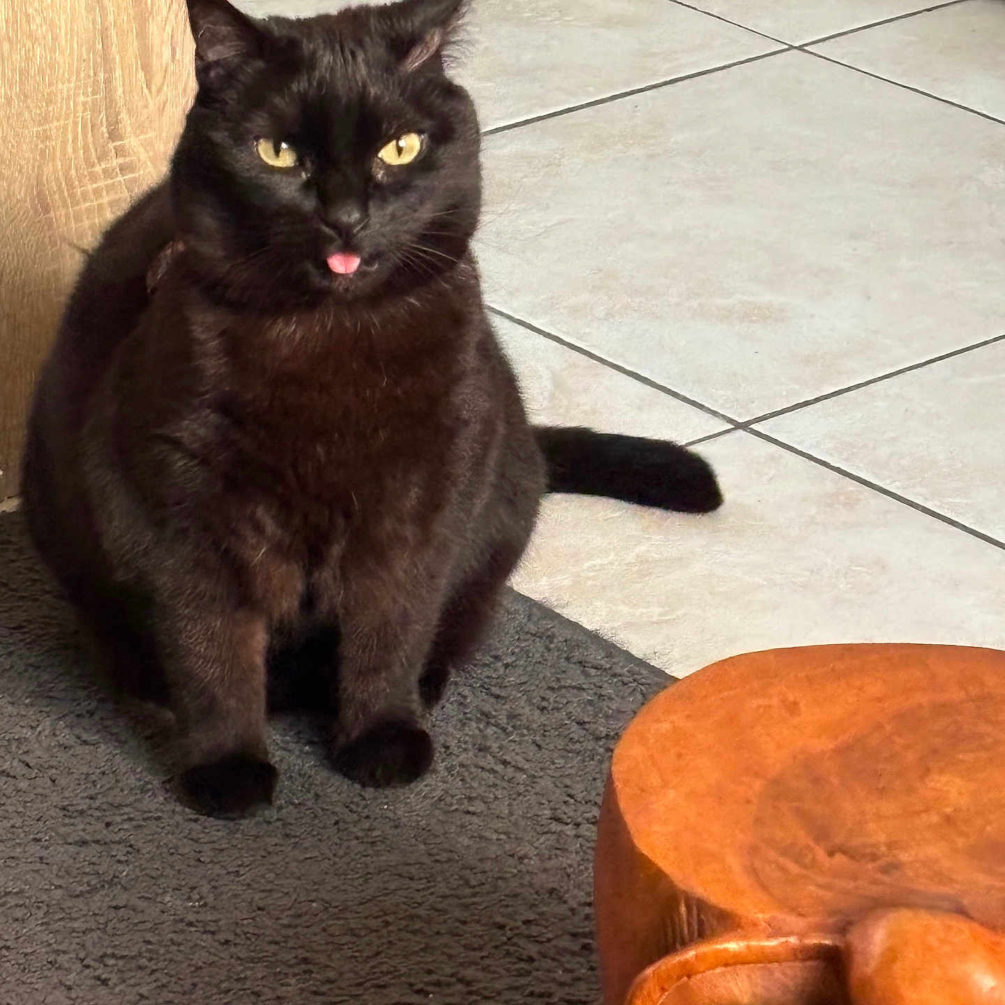 Maya participe au concours pour gagner de l'argent avec cette photo : abyssinian, animal, armchair, barstool, bird, blackcat, cat, chair, furniture, hardwood, indoors, kitten, manx, pet, plywood, wood