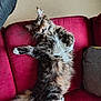 cat, fluffy, long_hair, couch, red_couch, indoor, relaxed, pet, feline, whiskers, paw, tail, fur, resting, cute, animal, domestic, home, cozy, sleepy