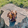 dog, dachshund, tree_stump, grass, outdoor, pet, animal, brown_dog, collar, sunlight, nature, canine, small_dog, looking_up, ears, snout, fur, daylight, park, cute