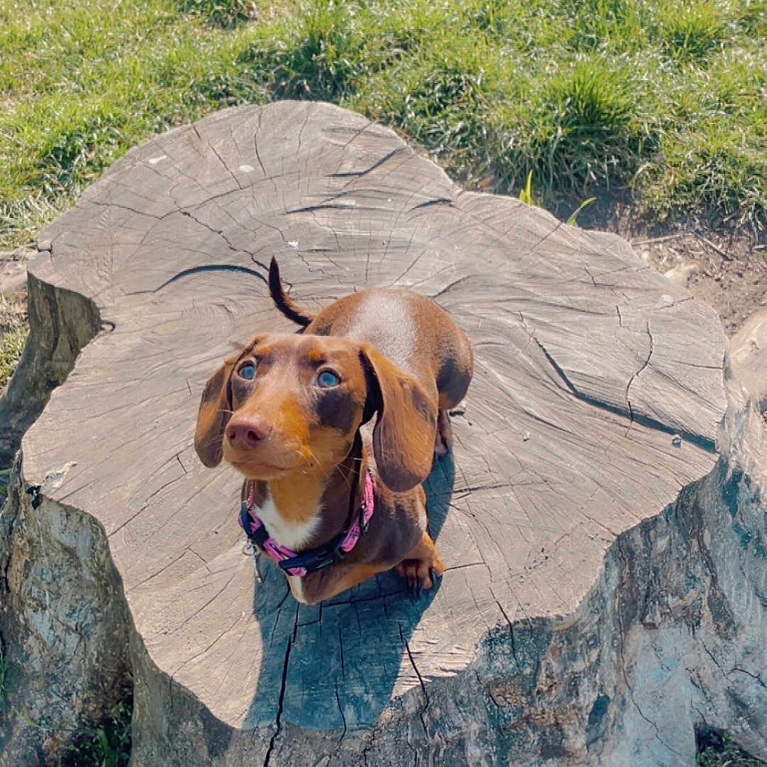 Winnie joined the competition — help win amazing prizes! animal, brown_dog, canine, collar, cute, dachshund, daylight, dog, ears, fur, grass, looking_up, nature, outdoor, park, pet, small_dog, snout, sunlight, tree_stump