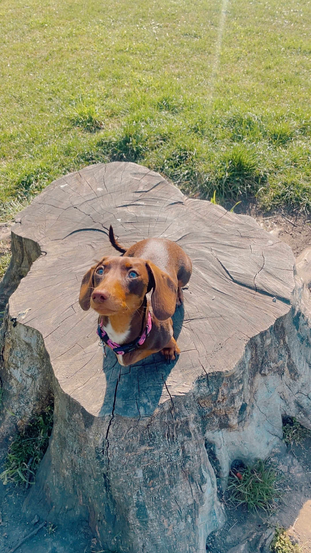 Winnie joined the competition — help win amazing prizes! dog, dachshund, tree_stump, grass, outdoor, pet, animal, brown_dog, collar, sunlight, nature, canine, small_dog, looking_up, ears, snout, fur, daylight, park, cute