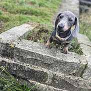 Nellie is registered to the contest to win money with this photo: animal, collar, curious, cute, dachshund, daylight, dog, ears, garden, grass, muzzle, nature, outdoor, paws, pet, playful, puppy, small, stone_wall, young