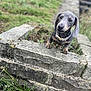 animal, collar, curious, cute, dachshund, daylight, dog, ears, garden, grass, muzzle, nature, outdoor, paws, pet, playful, puppy, small, stone_wall, young