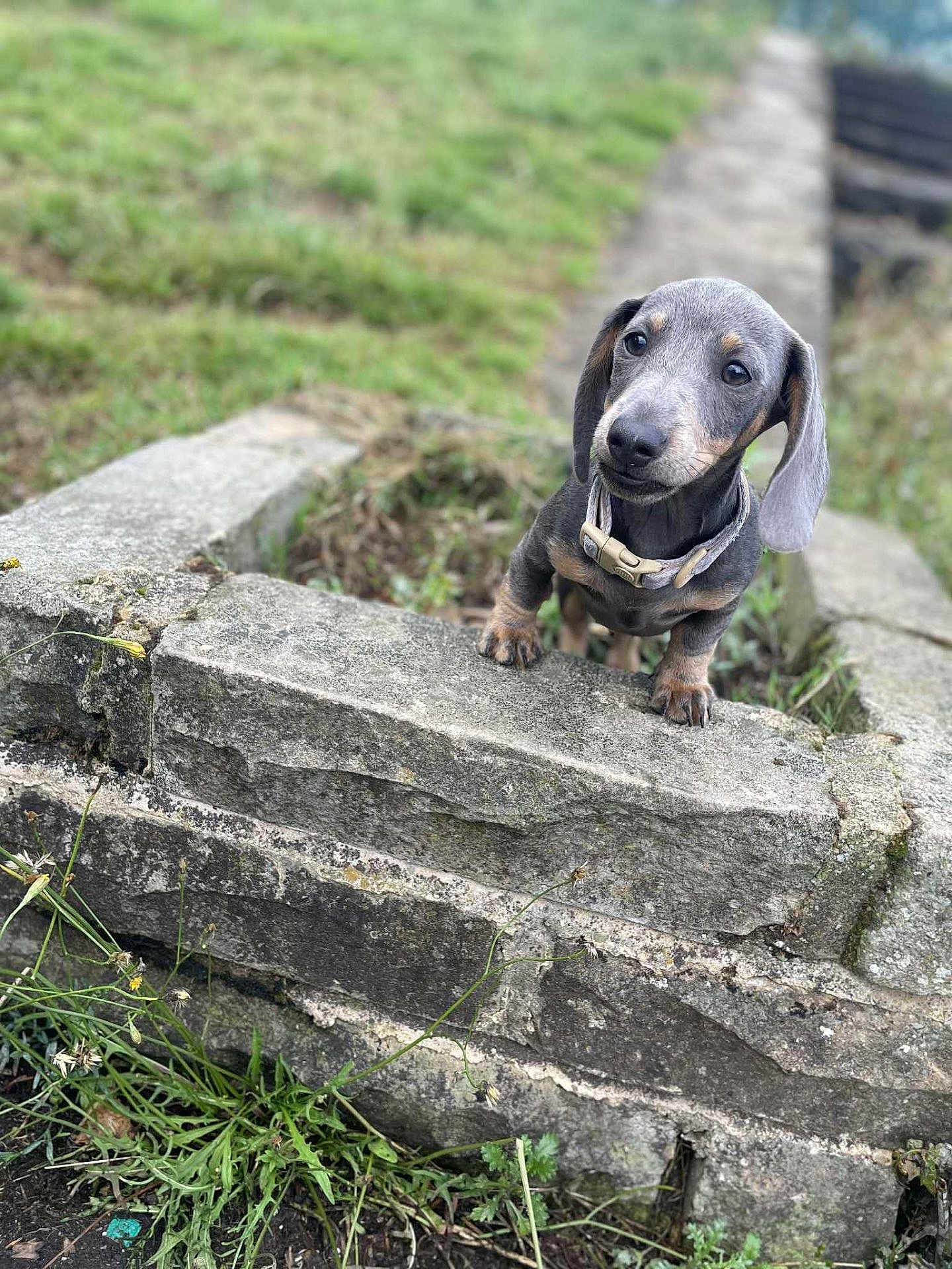 Nellie