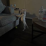 Scarlett joined the competition — help win amazing prizes! collar, couch, curious, dog, domestic, floor, furniture, indoor, living_room, pet, pet_indoor, puppy, shadow, side_table, table, tennis_ball, water_bottle, white_dog, wood_floor, young_dog