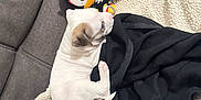 Scarlett is registered to the contest to win money with this photo: animal, black_jacket, blanket, couch, cozy, cute, dog, fabric, folded_clothing, indoor, pet, plush_toy, puppy, relaxation, resting, sleeping, small_dog, soft_texture, stuffed_toy, white_dog