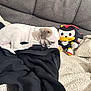 Scarlett is registered to the contest to win money with this photo: animal, black_jacket, blanket, couch, cozy, cute, dog, domestic, fur, indoor, pet, plush_toy, puppy, relaxed, resting, sleeping, small_dog, soft_texture, stuffed_animal, white_dog