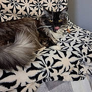 Ginny is registered to the contest to win money with this photo: cat, feline, fluffy_tail, yellow_eyes, licking, black_and_white, blanket, patterned, indoor, pet, fur, whiskers, relaxed, cozy, soft, resting, animal, cute, domestic, companion