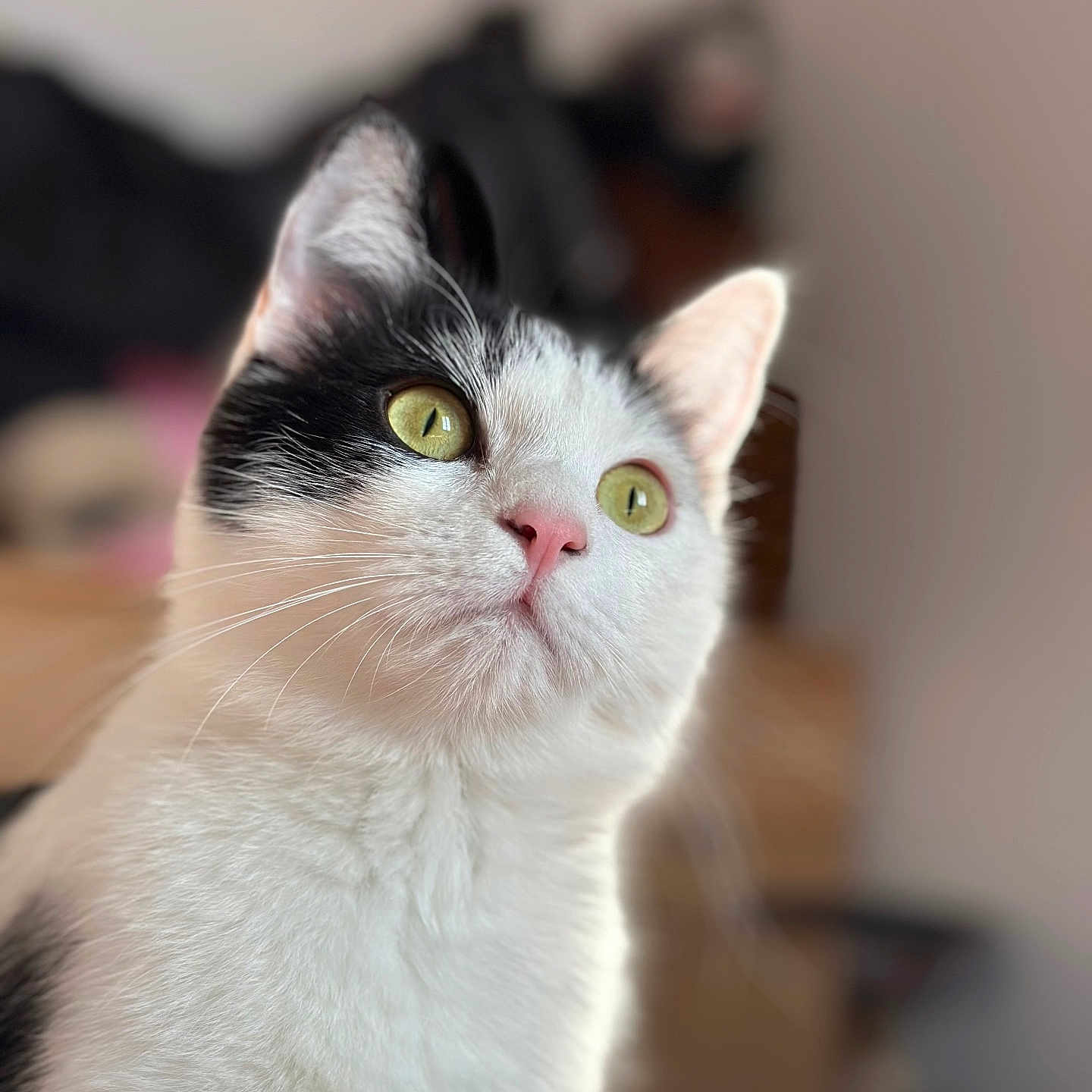 Sally a rejoint le concours — aidez-le/la à gagner de superbes lots ! abyssinian, angora, animal, cat, kitten, manx, pet, siamese