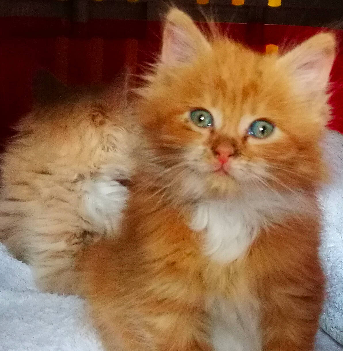 Souki a rejoint le concours — aidez-le/la à gagner de superbes lots ! british_longhair, carnivore, cat, comfort, companion_dog, fawn, felidae, fur, paw, peach, persian, small_to_medium_sized_cats, tail, terrestrial_animal, whiskers, wood