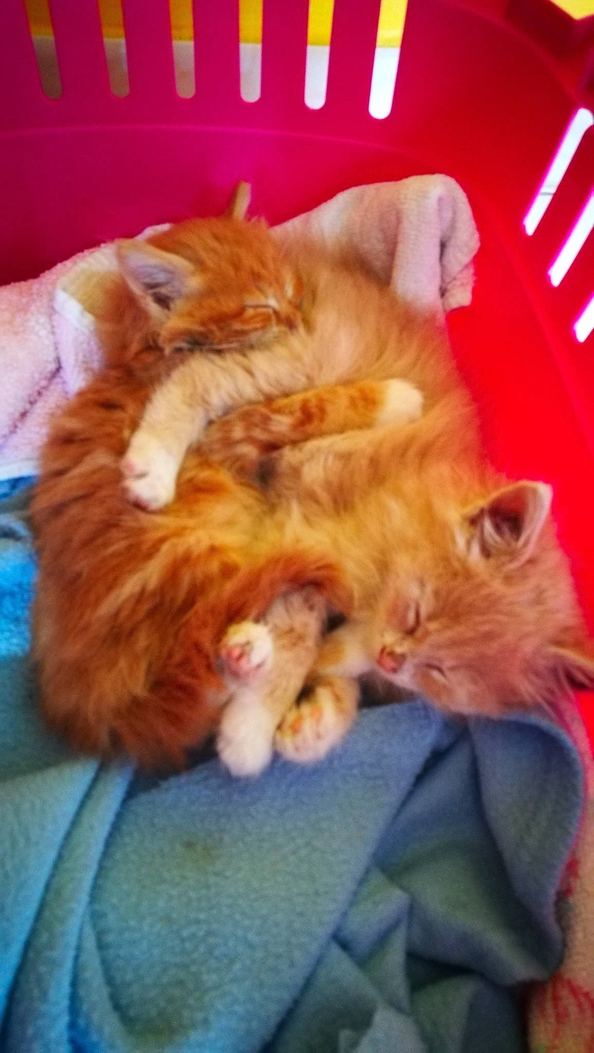 Souki participe au concours pour gagner de l'argent avec cette photo : canidae, carnivore, cat, claw, comfort, companion_dog, dog_breed, fawn, felidae, fur, gesture, mammal, orange, paw, peach, photography, small_to_medium_sized_cats, sporting_group, tail, whiskers