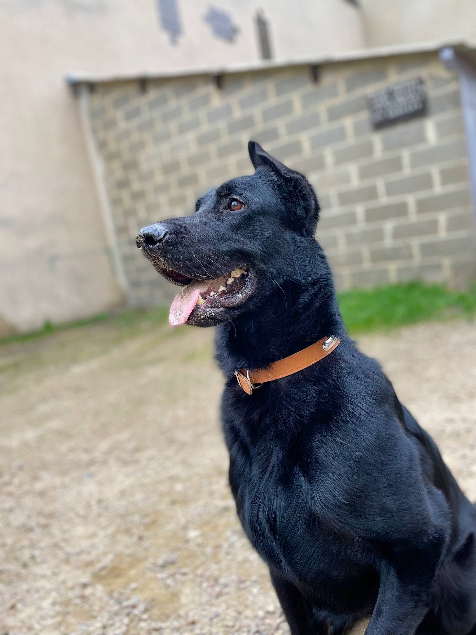 Oslo participe au concours pour gagner de l'argent avec cette photo : borador, canidae, carnivore, collar, companion_dog, dog, dog_breed, dog_collar, fawn, fur, grass, guard_dog, leash, plant, sporting_group, tail, vertebrate, whiskers, working_animal, working_dog