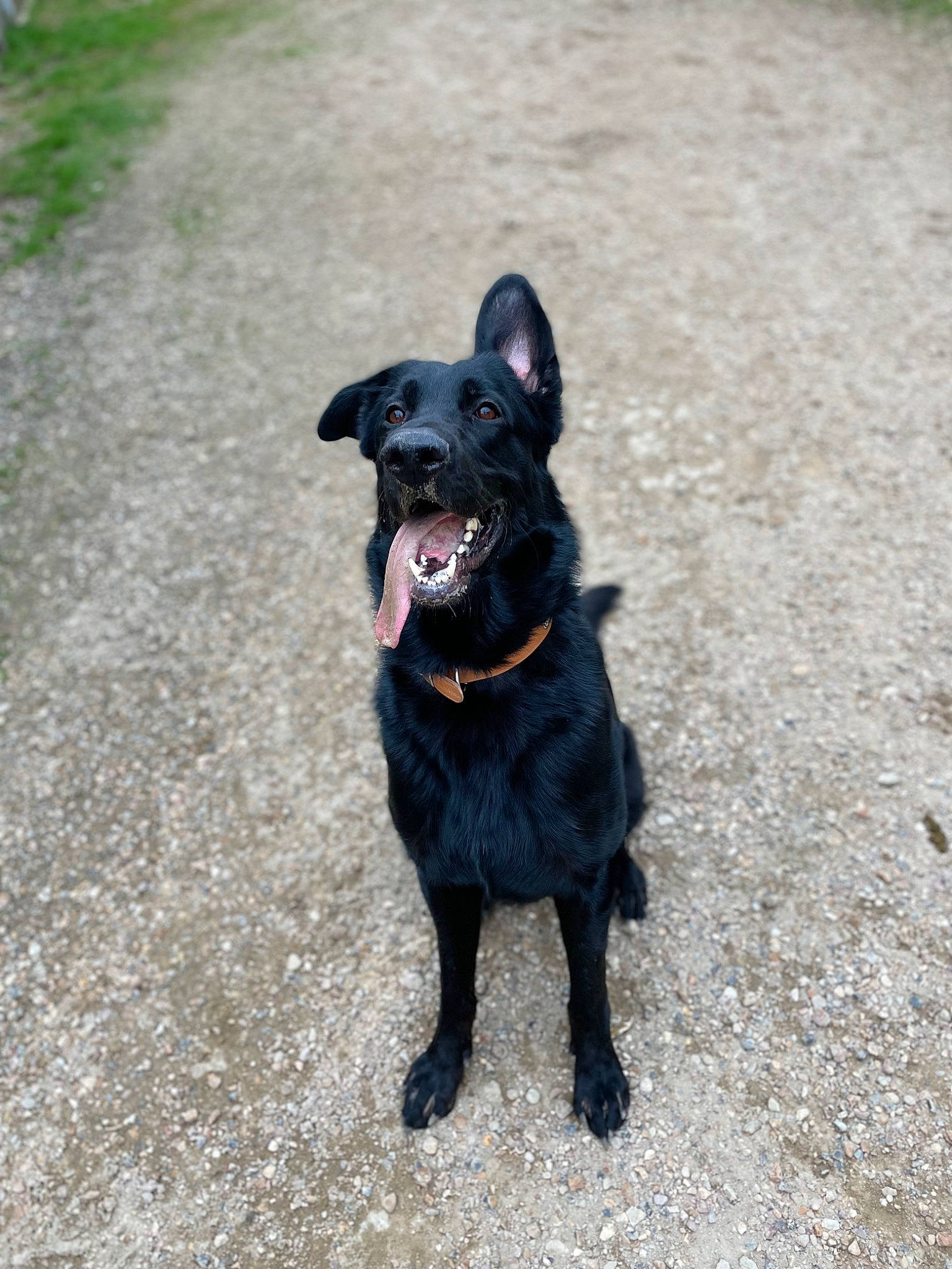 Oslo a rejoint le concours — aidez-le/la à gagner de superbes lots ! asphalt, borador, canidae, carnivore, collar, companion_dog, dog, dog_breed, dog_collar, fawn, fur, guard_dog, leash, liver, road_surface, snout, sporting_group, tail, whiskers, working_animal