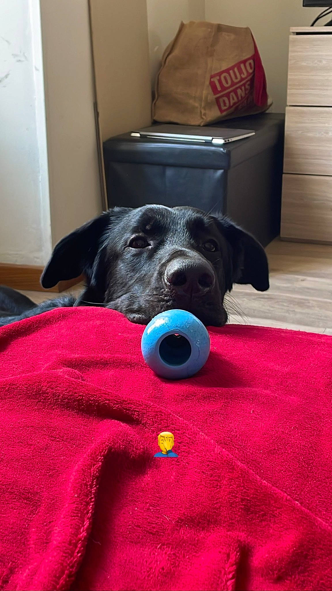 Oslo participe au concours pour gagner de l'argent avec cette photo : cabinetry, canidae, carnivore, comfort, companion_dog, dog, dog_breed, door, flooring, grey, hardwood, linens, magenta, pattern, room, snout, sporting_group, toy, wood, working_animal