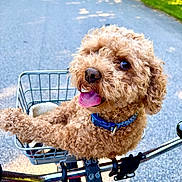 Hudson joined the competition — help win amazing prizes! dog, curly_hair, blue_collar, bicycle, bicycle_basket, tongue_out, outdoor, sunny, road, greenery, pet, happy, animal, canine, close_up, daytime, walking_path, fur, cute, companion
