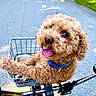 dog, curly_hair, blue_collar, bicycle, bicycle_basket, tongue_out, outdoor, sunny, road, greenery, pet, happy, animal, canine, close_up, daytime, walking_path, fur, cute, companion