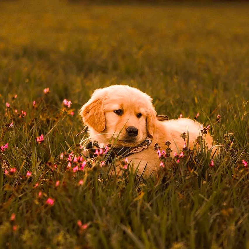 Beau is registered to the contest to win money with this photo: animal, canine, cockerspaniel, countryside, dog, field, flower, goldenretriever, grass, grassland, herbal, herbs, labradorretriever, meadow, nature, outdoors, pet, plant, puppy, whitedog
