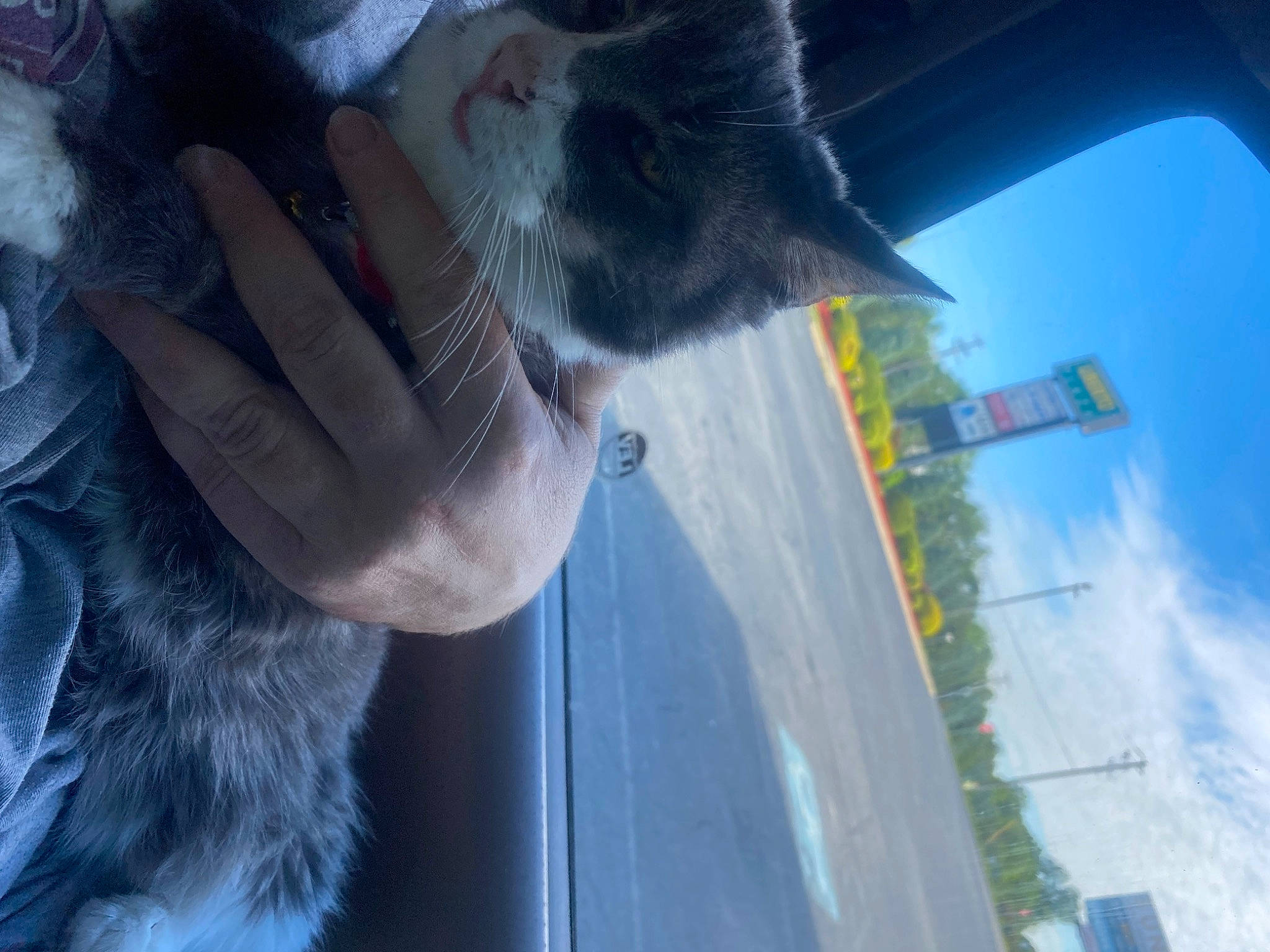 Miss Priss is registered to the contest to win money with this photo: automotive_exterior, automotive_lighting, automotive_window_part, cat, cloud, electric_blue, felidae, fur, gesture, hood, sky, small_to_medium_sized_cats, snout, tail, tree, vehicle_door, water, whiskers, window, windshield