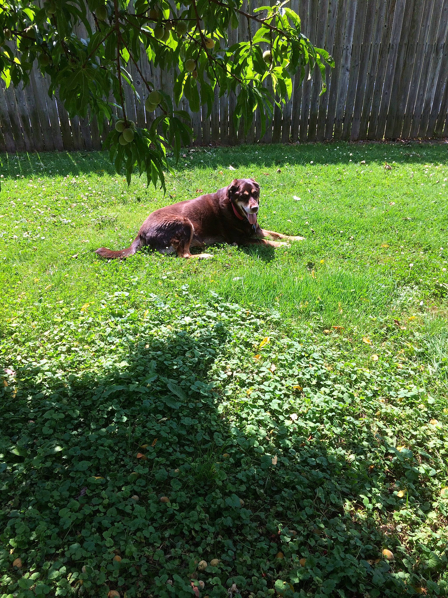 Nala is registered to the contest to win money with this photo: canidae, carnivore, companion_dog, dog, dog_breed, garden, grass, groundcover, labrador_retriever, lawn, newfoundland, plant, shrub, sporting_group