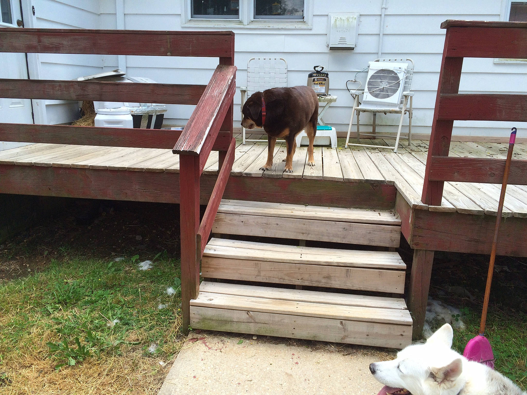 Nala is registered to the contest to win money with this photo: canidae, chair, deck, fawn, floor, furniture, goat, goats, house, outdoor_structure, play, table