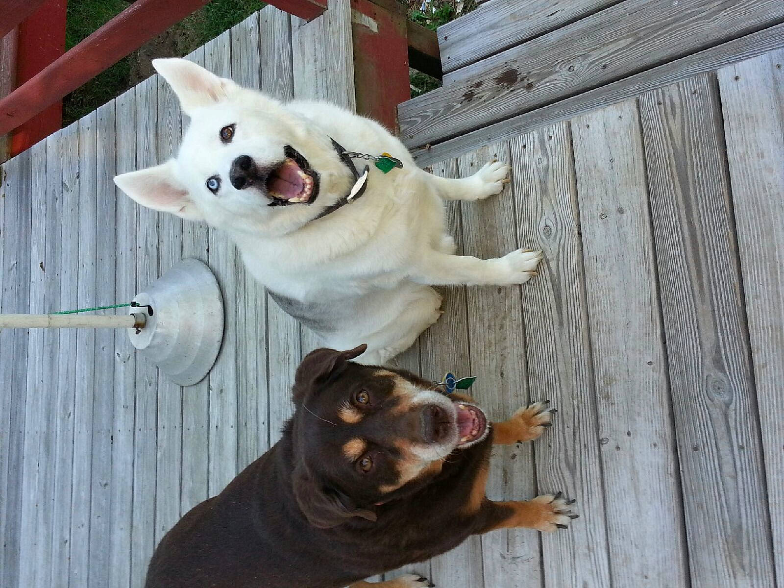 Nala is registered to the contest to win money with this photo: ancient_dog_breeds, canidae, carnivore, dog, dog_breed, dogo_argentino, fawn, korean_jindo_dog, mammal, non_sporting_group, nose, pit_bull, snout, sporting_group, tail, vertebrate, white_shepherd