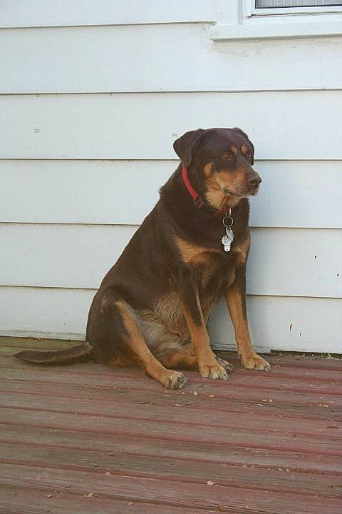 Nala joined the competition — help win amazing prizes! canidae, carnivore, dog, dog_breed, fawn, guard_dog, huntaway, hunting_dog, mammal, snout, sporting_group, tail, vertebrate