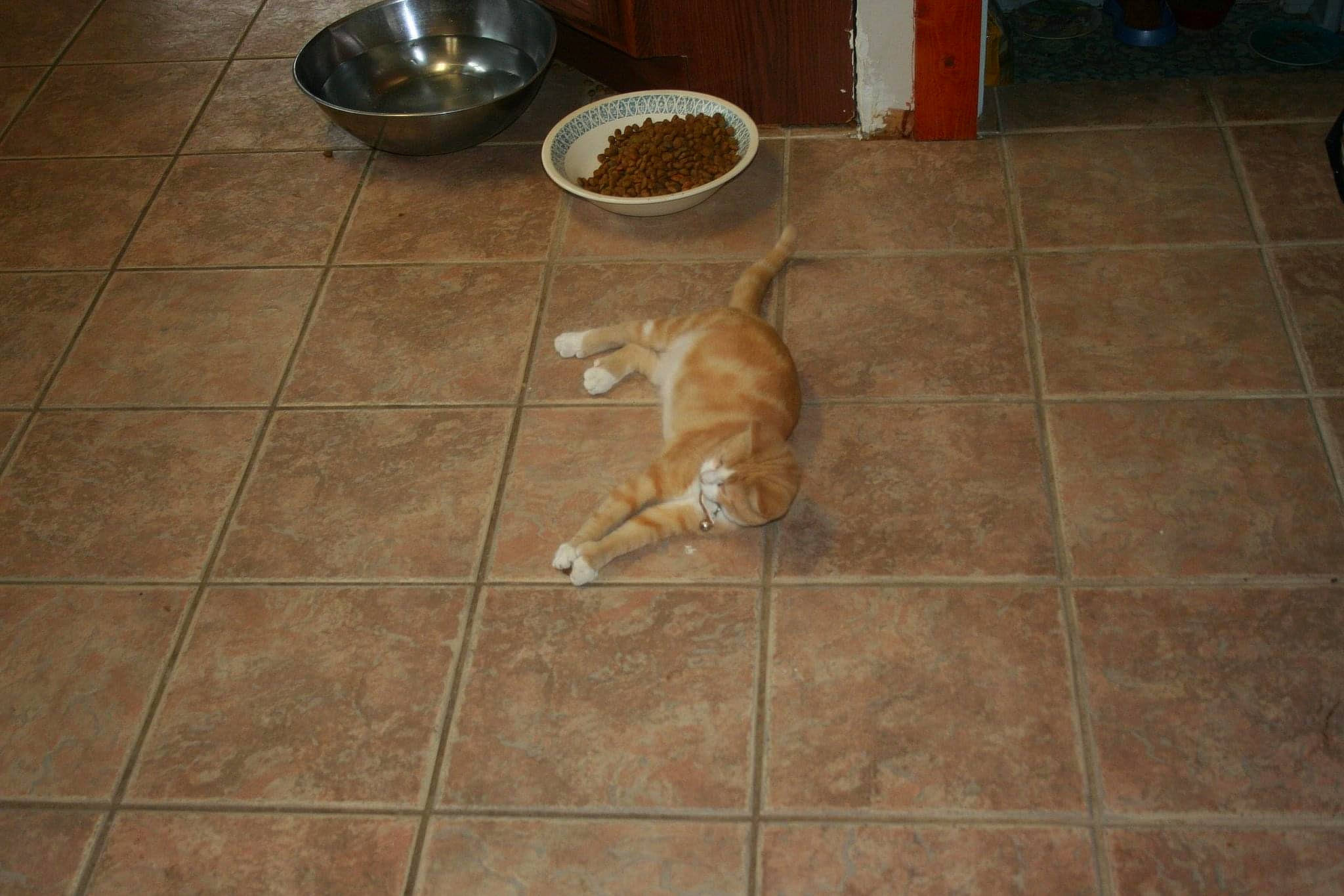 Spit 'fire' is registered to the contest to win money with this photo: animal_feed, bowl, carnivore, cat, cat_supply, ceramic, domestic_short_haired_cat, fawn, felidae, flagstone, floor, flooring, kitchen_utensil, mixing_bowl, pet_supply, small_to_medium_sized_cats, tail, tile, tile_flooring, vertebrate