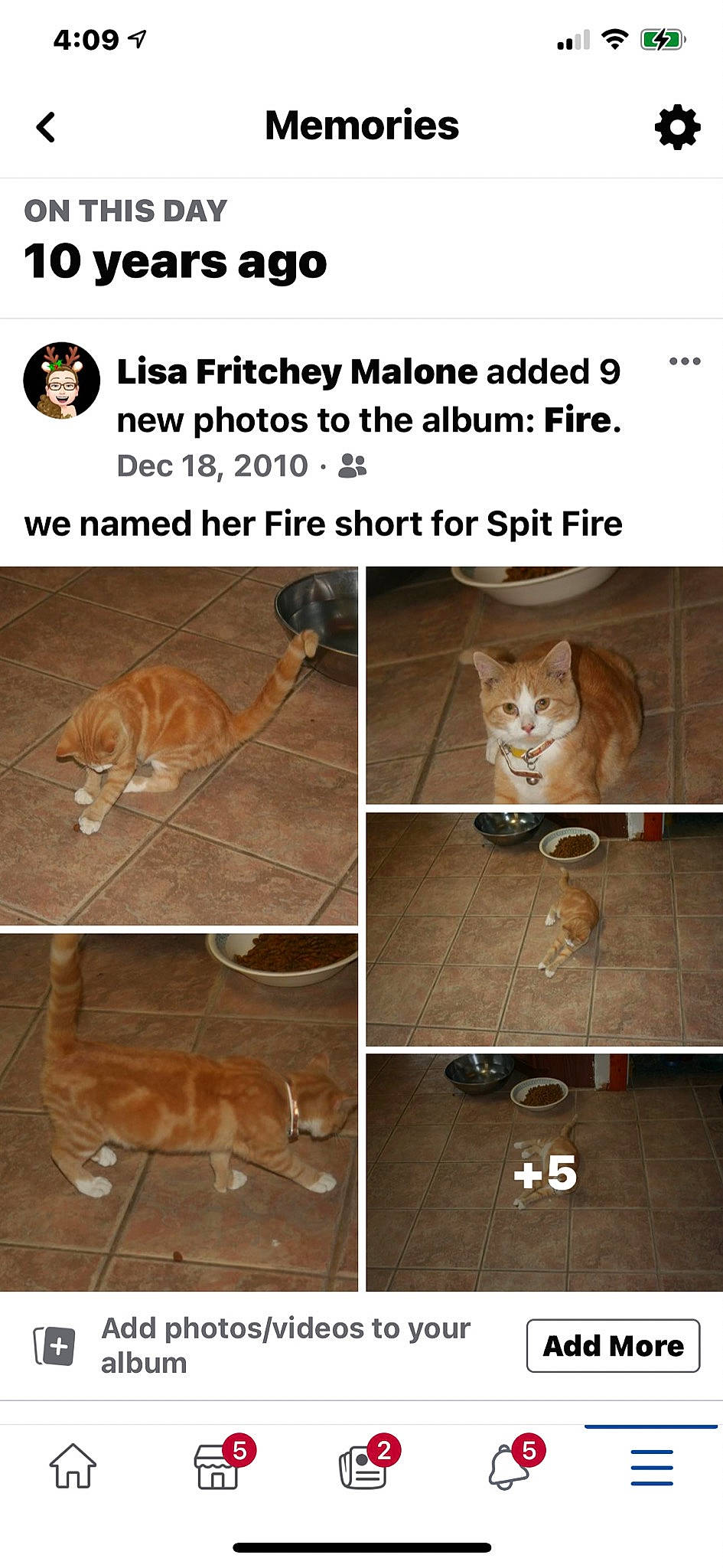 Spit 'fire' joined the competition — help win amazing prizes! amber, beige, carnivore, cat, fawn, felidae, fur, internet_meme, liver, organism, pet_supply, photo_caption, small_to_medium_sized_cats, snout, tail, tan, terrestrial_animal, vertebrate, whiskers