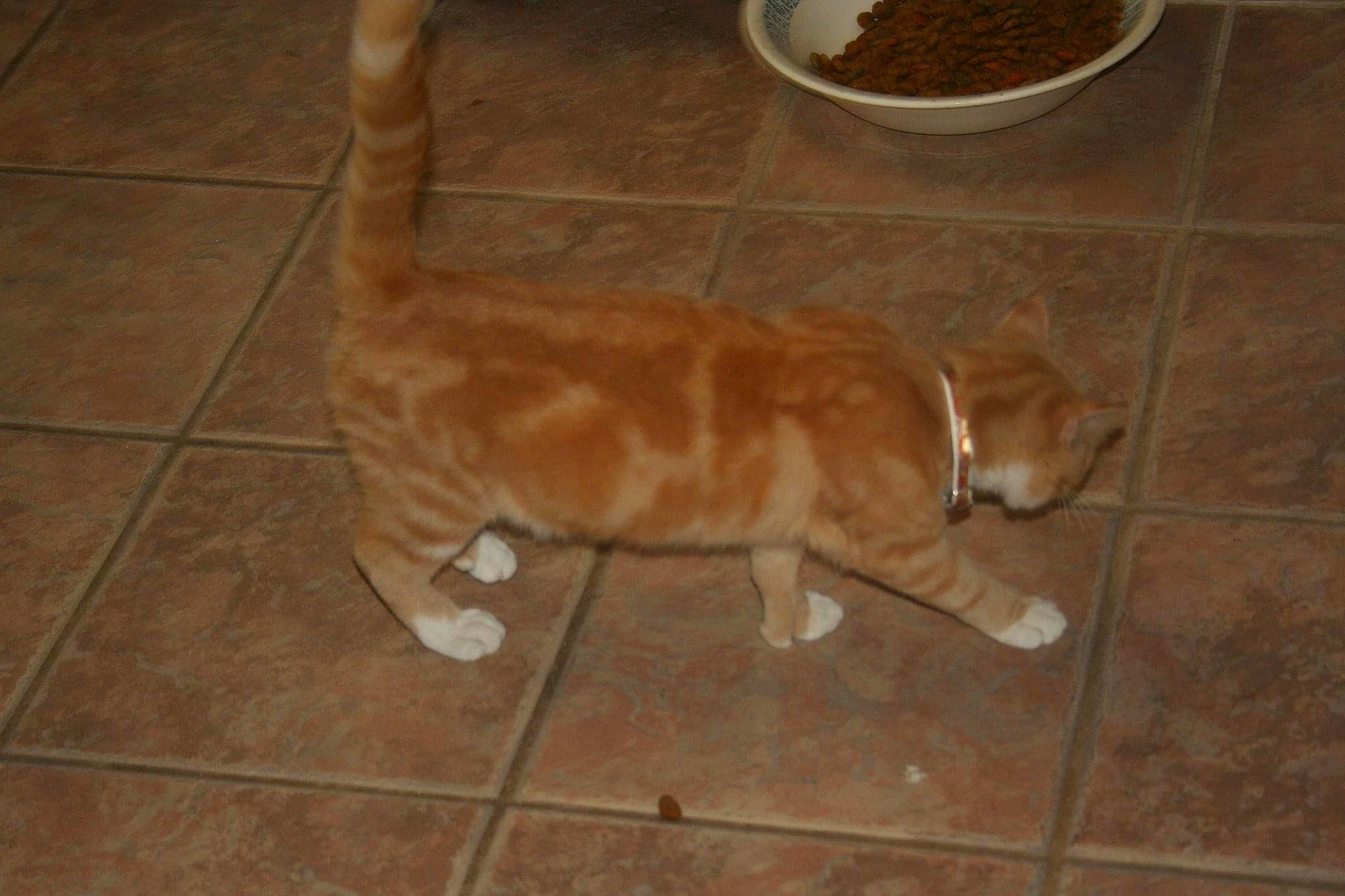 Spit 'fire' is registered to the contest to win money with this photo: animal_feed, beige, brown, carnivore, cat, fawn, felidae, floor, flooring, fur, ingredient, liver, pet_food, pet_supply, tail, tan, terrestrial_animal, tile, tile_flooring, vertebrate