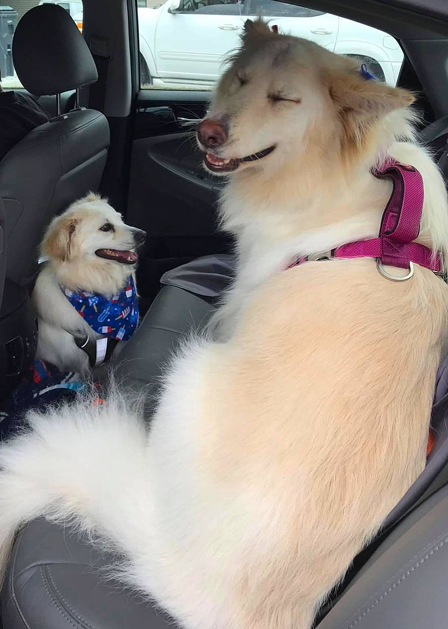 Storm joined the competition — help win amazing prizes! auto_part, automotive_exterior, canidae, car, car_seat, car_seat_cover, carnivore, collar, companion_dog, dog, dog_breed, dog_collar, dog_supply, fawn, mammal, pet_supply, snout, sporting_group, vehicle, vertebrate