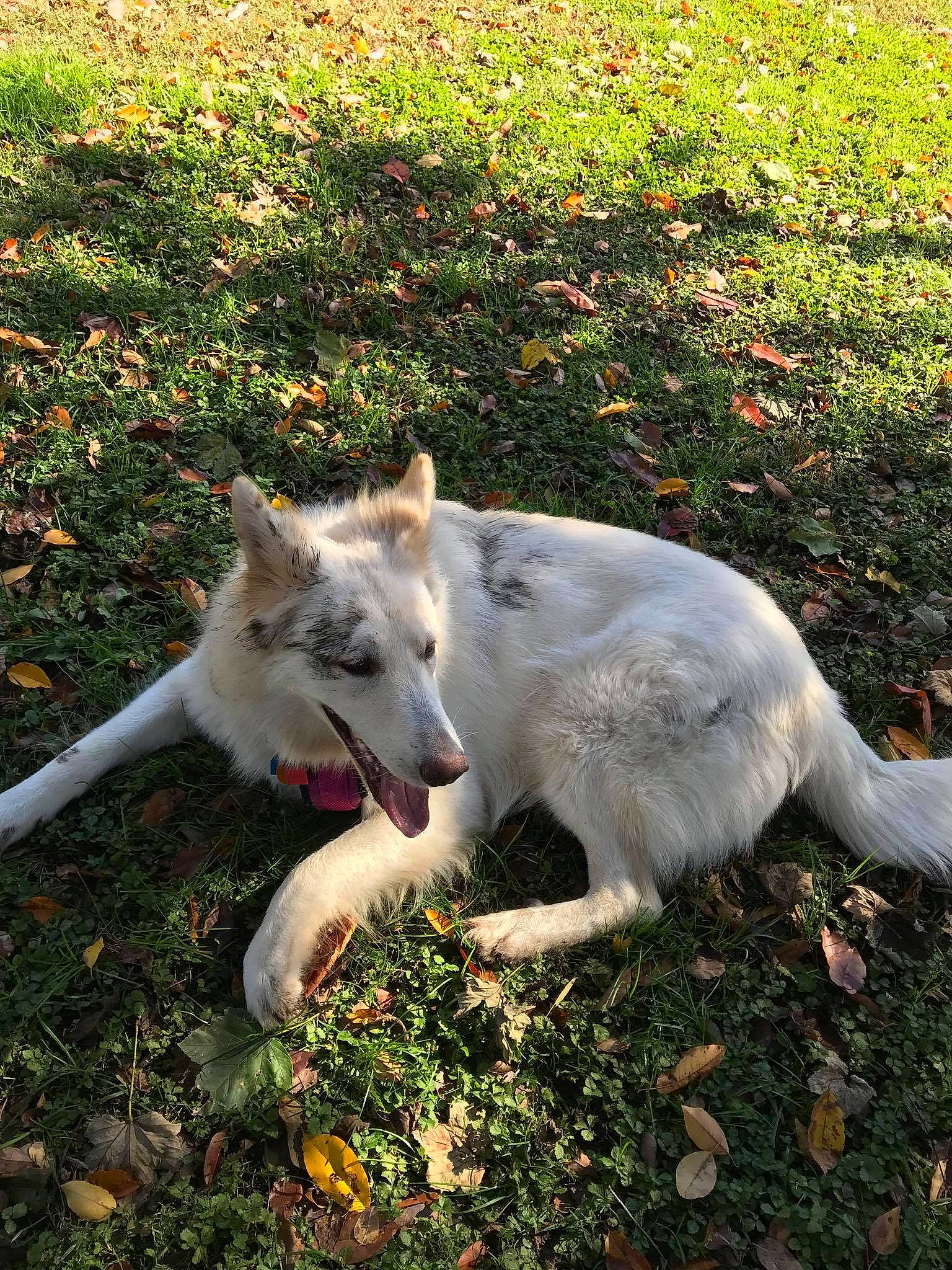 Storm joined the competition — help win amazing prizes! berger_blanc_suisse, canidae, carnivore, czechoslovakian_wolfdog, dog, dog_breed, mammal, northern_inuit_dog, norwegian_buhund, saarloos_wolfdog, siberian_husky, tamaskan_dog, vertebrate, white_shepherd, wolfdog