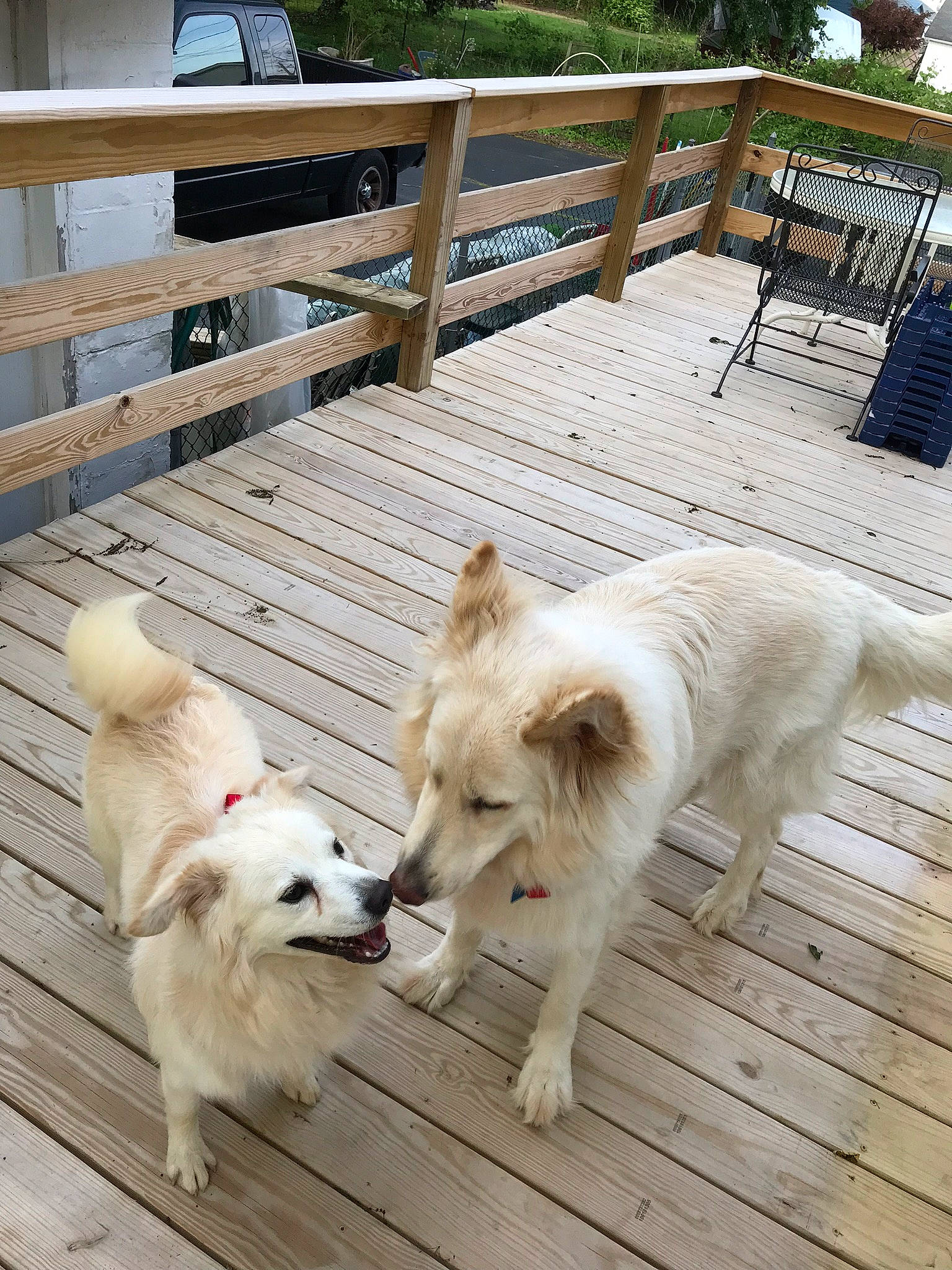 Chipper joined the competition — help win amazing prizes! american_eskimo_dog, berger_blanc_suisse, canidae, carnivore, companion_dog, dog, dog_breed, great_pyrenees, japanese_spitz, mammal, pomeranian, pungsan_dog, rare_breed_dog, samoyed, spitz, sporting_group, vertebrate, white_shepherd, working_dog