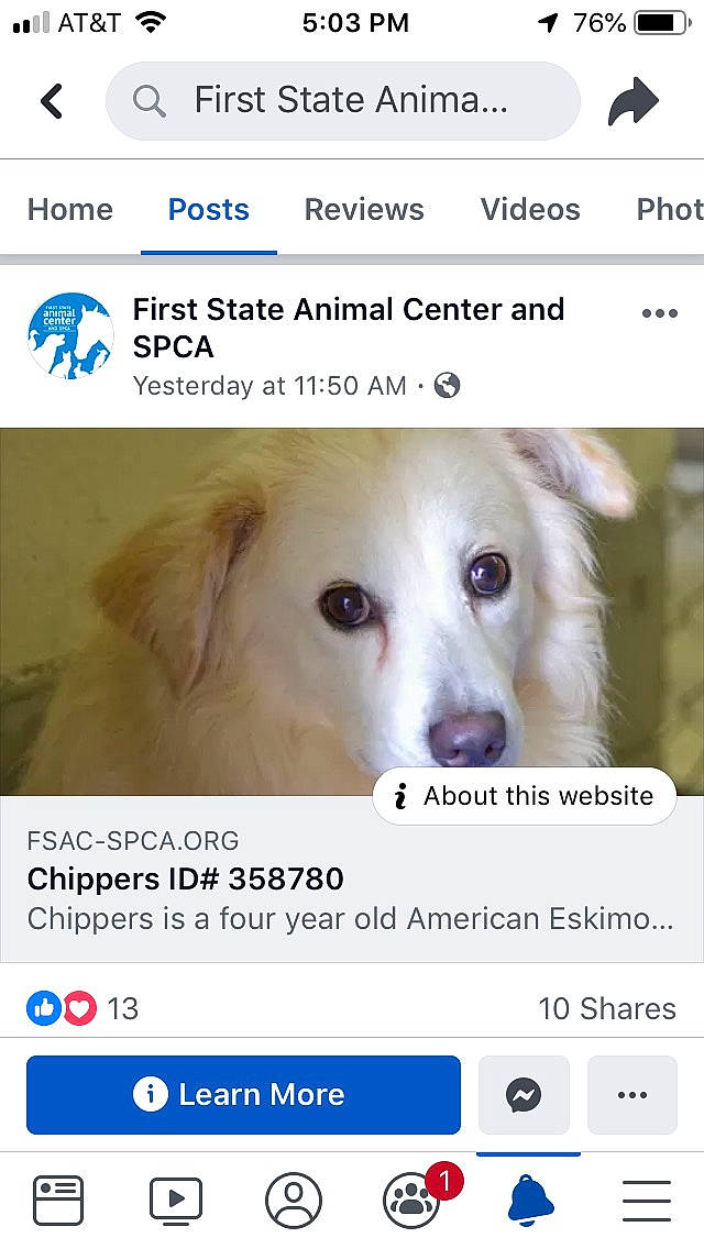 Chipper is registered to the contest to win money with this photo: canidae, carnivore, companion_dog, dog, dog_breed, font, nose, photo_caption, puppy, screenshot, website