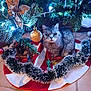 cat, christmas_tree, ornament, tinsel, tree_skirt, gray_cat, tabby_cat, holiday_decorations, indoor, festive, floor_tiles, christmas_lights, pine_tree, animal, pet, decorative_bow, garland, closeup, cute, christmas