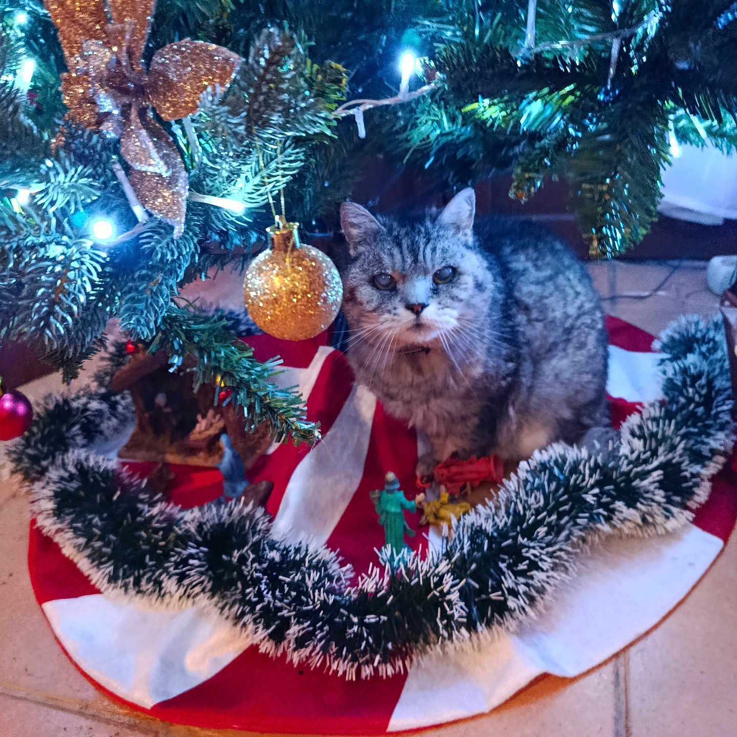 Tigrou participe au concours pour gagner de l'argent avec cette photo : animal, cat, christmas, christmas_lights, christmas_tree, closeup, cute, decorative_bow, festive, floor_tiles, garland, gray_cat, holiday_decorations, indoor, ornament, pet, pine_tree, tabby_cat, tinsel, tree_skirt