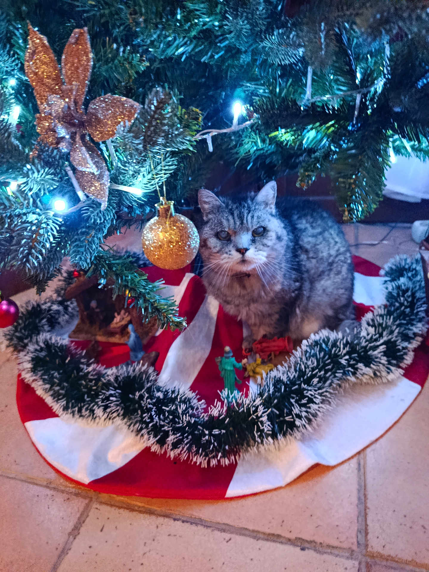 Tigrou participe au concours pour gagner de l'argent avec cette photo : cat, christmas_tree, ornament, tinsel, tree_skirt, gray_cat, tabby_cat, holiday_decorations, indoor, festive, floor_tiles, christmas_lights, pine_tree, animal, pet, decorative_bow, garland, closeup, cute, christmas